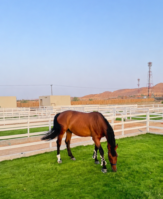 Grass Paddock