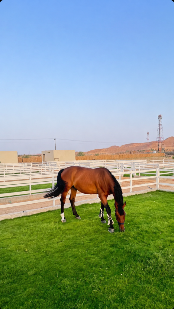 Grass Paddock