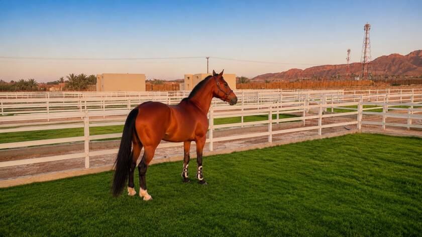 grass-paddock